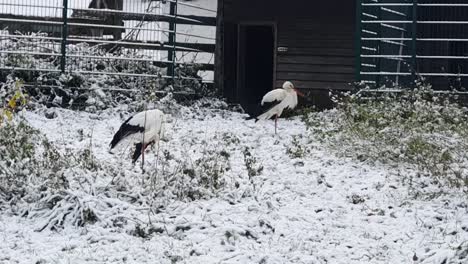 handheld close up camera on some big white and black bird in berlin in wintertime in the hasenheide park covered with snow hd 30 fps 10sec