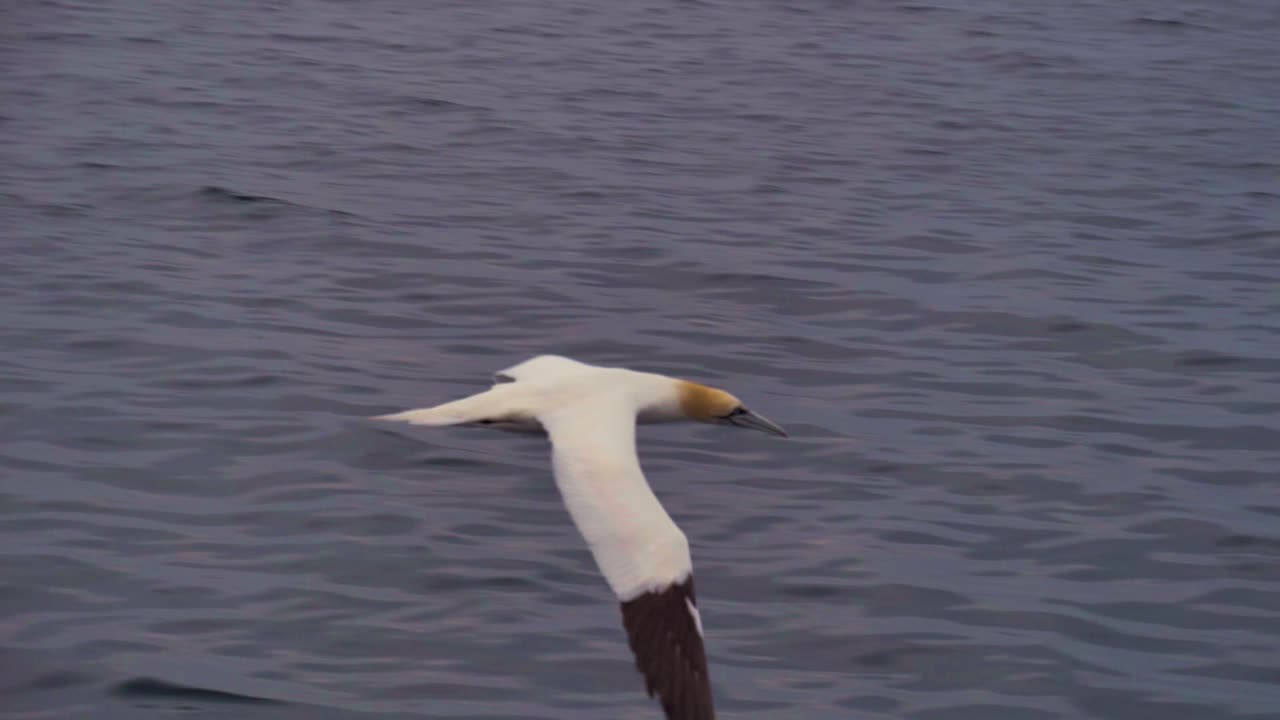 En havsule med gult hode og svarte vingespisser som flyr over havet nær Magdalenøyene