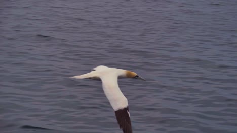 a northern gannet with a yellow head and black wing tips flying over the ocean near the magdalen islands