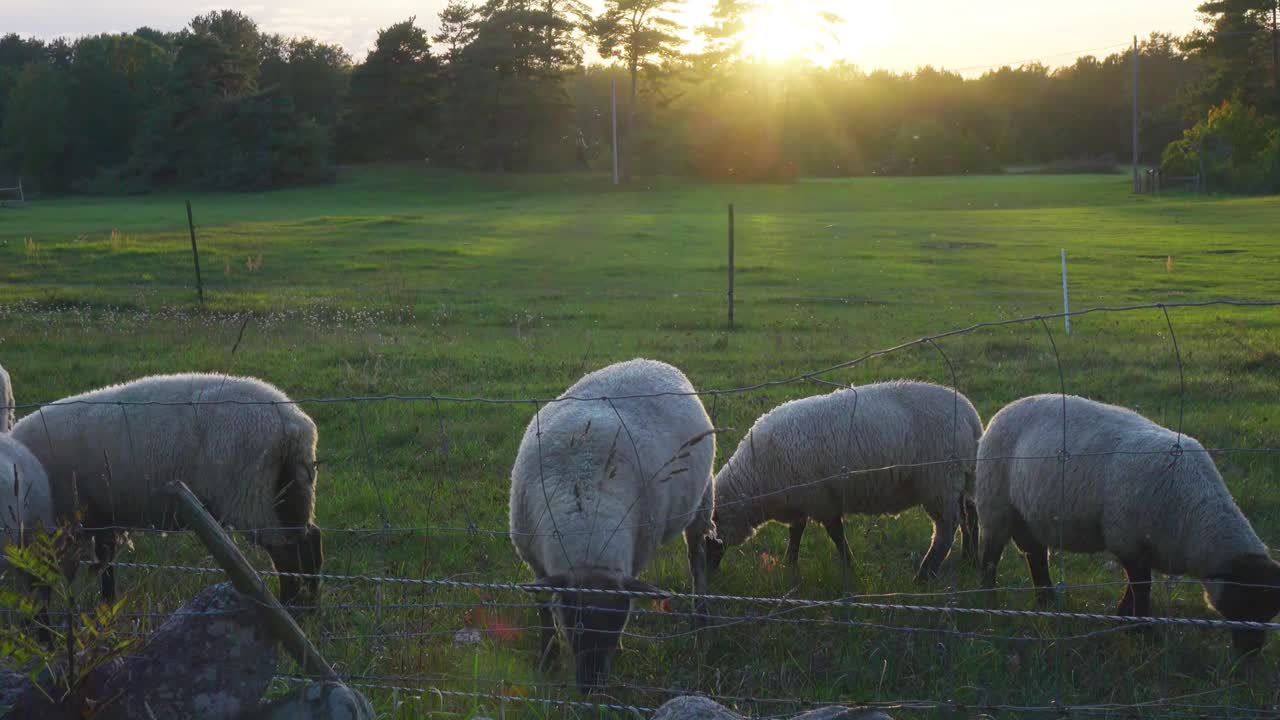 Sheep eating grass in the sunset in the Swedish summer