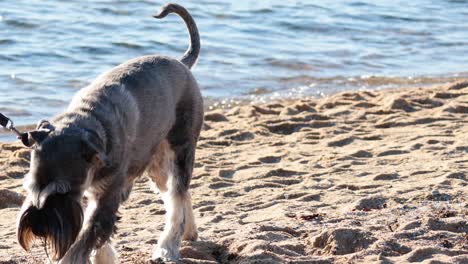 dog on leash exploring sandy beach