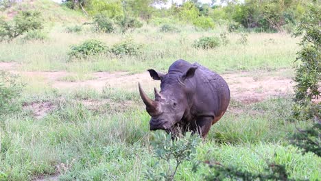 Einzelnes-Breitmaulnashorn-Steht-Im-Sabi-Sands-Wildreservat-In-Südafrika