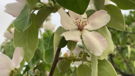 quince flowers close-up, quince during the flowering period, blossom