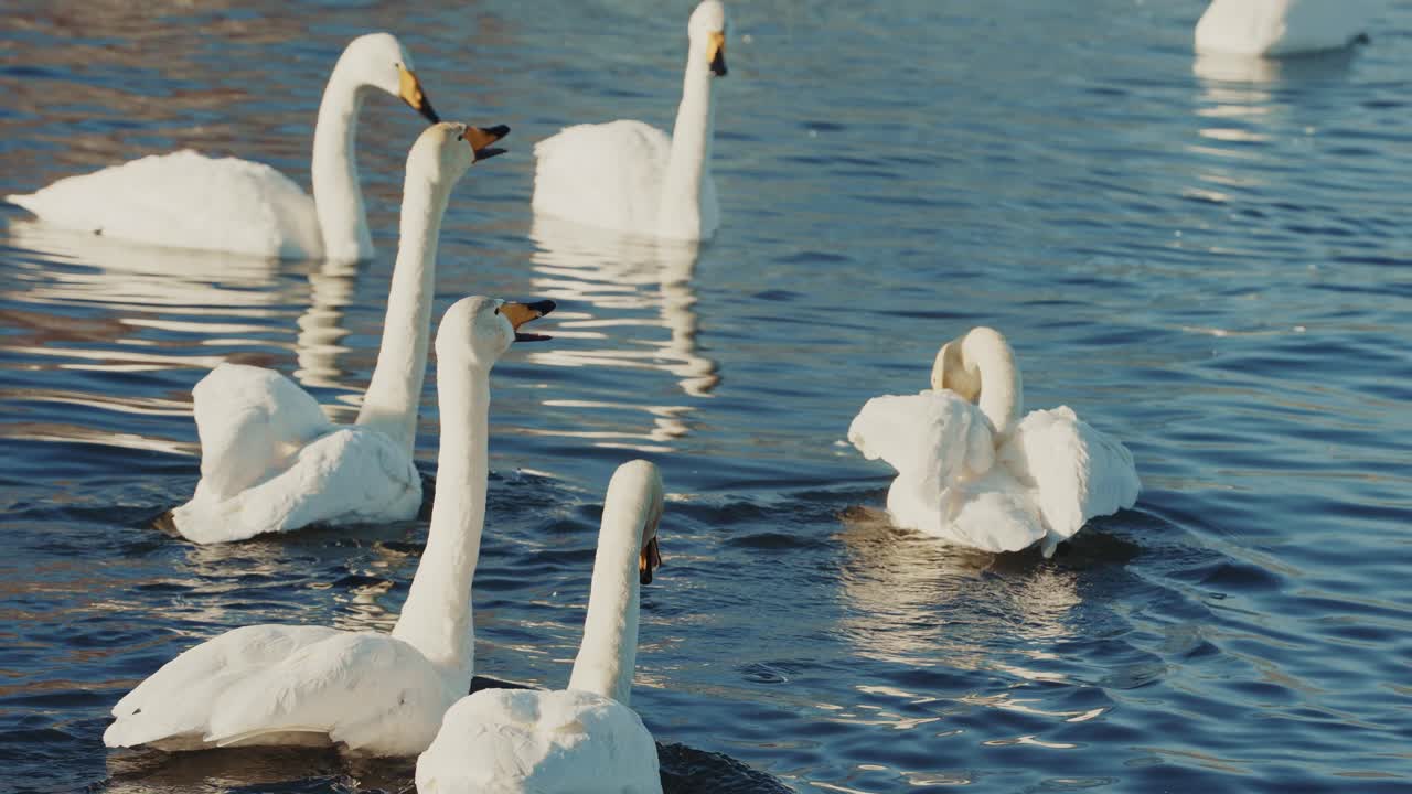 Swans Swimming in a Lake