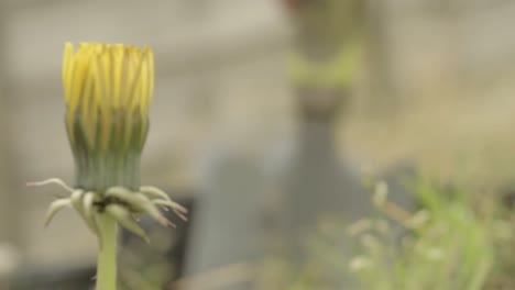 jardinero desyerbando el jardín