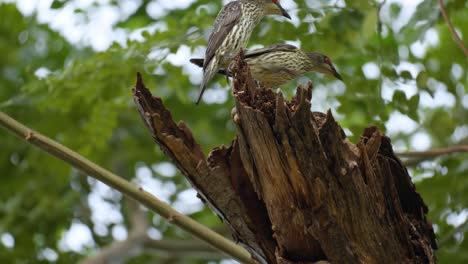 pair of asian glossy starlings fighting protecting nest from stranger