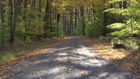 las hojas de otoño cayendo en el bosque a lo largo de un camino de tierra