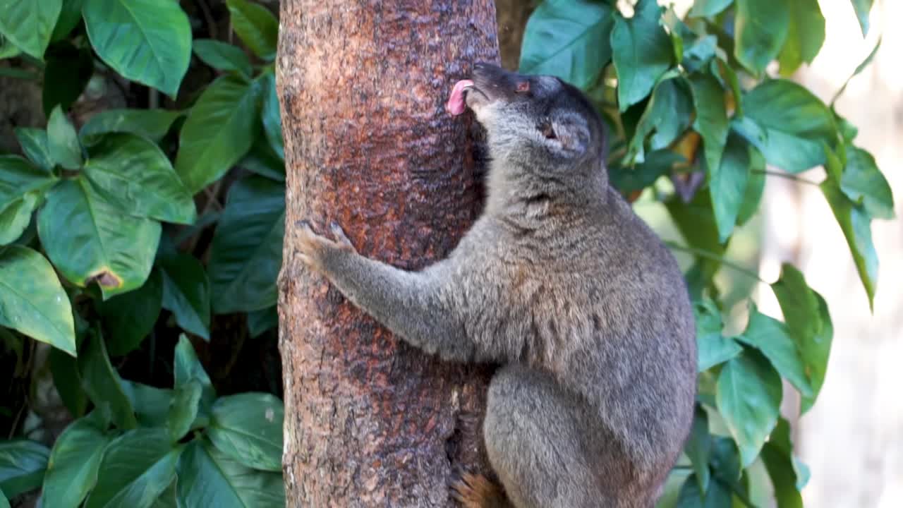 lémur marrón lamiendo un árbol en madagascar