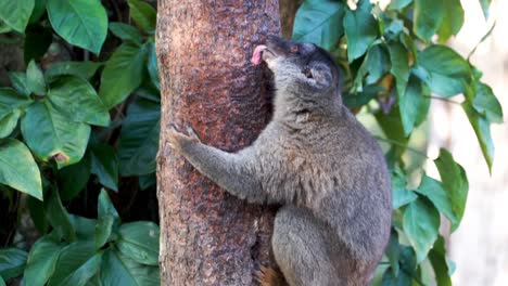 brown lemur licking tree in madagascar