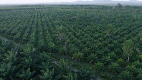 aerial circle shot of dense growing oil palm tree field on dominican republic island during summer - cultivation of oil palm plantation in subtropical region