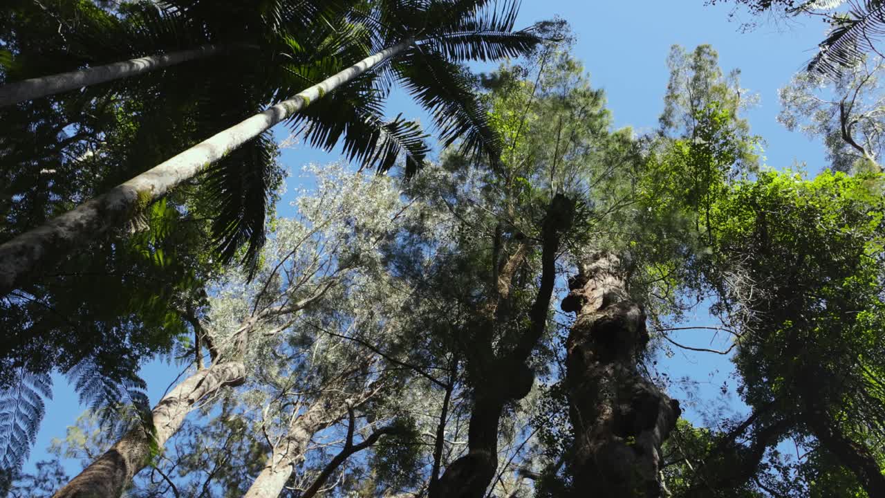 вращающийся вид пышного дождевого леса