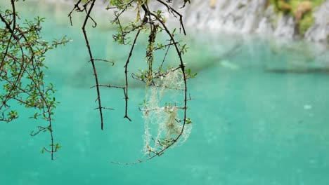 El-Liquen-De-La-Barba-Del-Anciano-Se-Aferra-A-La-Rama-De-Un-árbol-Húmedo-Sobre-El-Río-De-La-Selva-Tropical