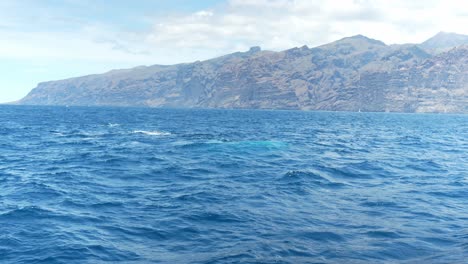 Las-Ballenas-Sei-Nadan-En-Un-Océano-Agitado-En-Medio-De-Las-Montañas-De-Los-Gigantes