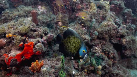 a french angel fish swimming close to the reef on a nice dive