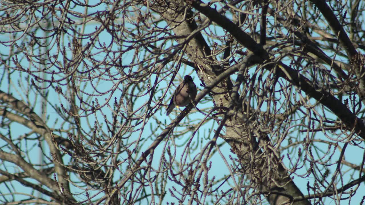 Bird Perched on a Bare Tree Branch