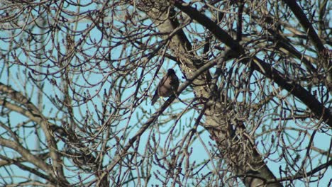 bird perched on a bare tree branch