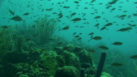 Chromis-Marrón-En-El-Arrecife