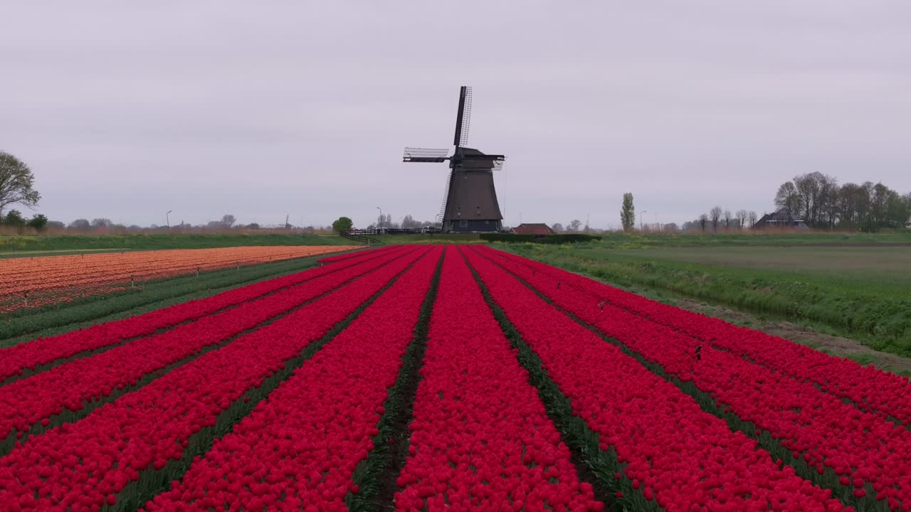 Vista aerea di campi di tulipani in fiore intorno al mulino a vento Obdammermolen, Paesi Bassi