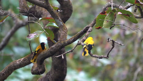 two black hooded orioles sitting on some tree branches