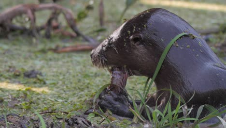 river otter holding and eating fish