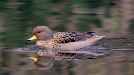 panning shot of a yellow-billed teal swimming and its reflection on the water