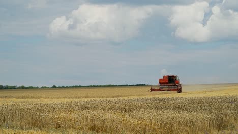 harvester machine to harvest wheat field working. combine harvester agriculture machine harvesting golden ripe wheat field. agriculture