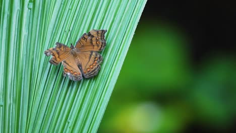 butterfly resting on a green leaf