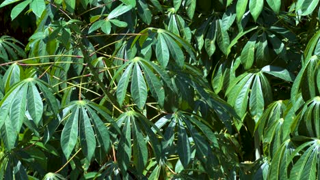 dense foliage captured in thailand's natural setting