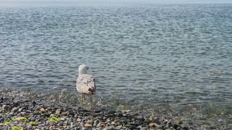 Seagulls-feeding-and-flying-by-the-sea