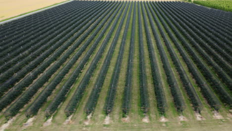 aerial view of an apple orchard