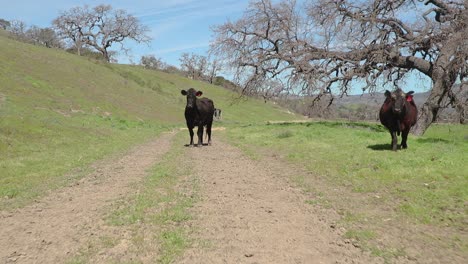 close up of cow walking through the whole frame