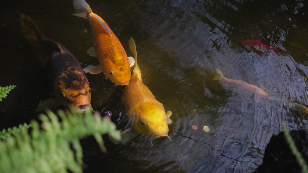 연못 에 있는 코이 물고기