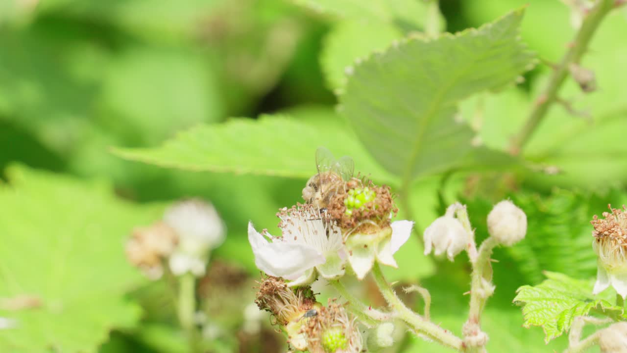 Buzzing low in petal light, a bee at work from dawn to night