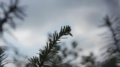 close up of fern moving in the wind