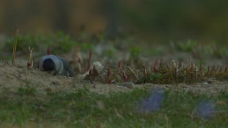 Jackdaw-Corvus-monedula-is-inspecting-the-garden-in-golden-hour-1