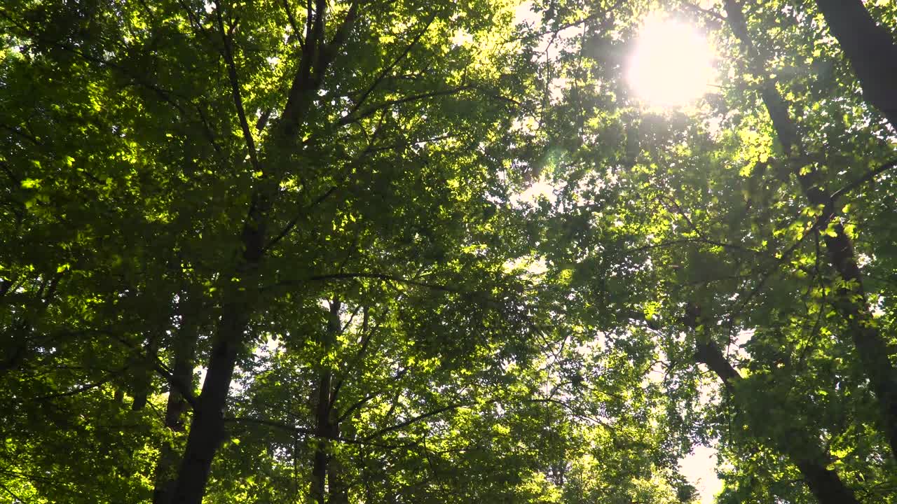 mirando hacia la luz que se filtra a través de las copas de los árboles mientras camina hacia adelante