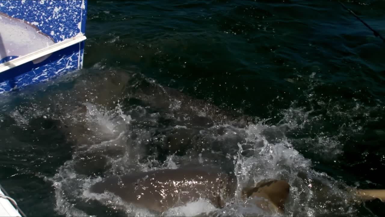 상어 들 이 물고기 의  ⁇ 리 를 당기고 관광 보트 의 밖 에 매달려 있다