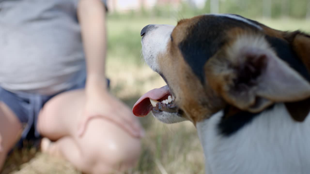 잔디에 개와 함께 있는 여자
