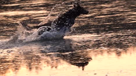 dog rushing through water colored by setting sun to catch a ball