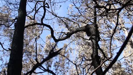 View-after-a-fire-of-a-forest-with-burnet-tree-trunks,-oak,-eucalyptus-in-Spain