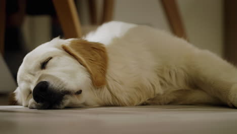 perrito de golden retriever somnoliento