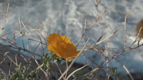 Rough-sea-waves-behind-vibrant-yellow-flower-seaside