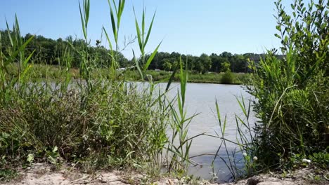 Blick-Auf-Den-Teich-Zwischen-Gras-Und-Busch,-Teleobjektiv