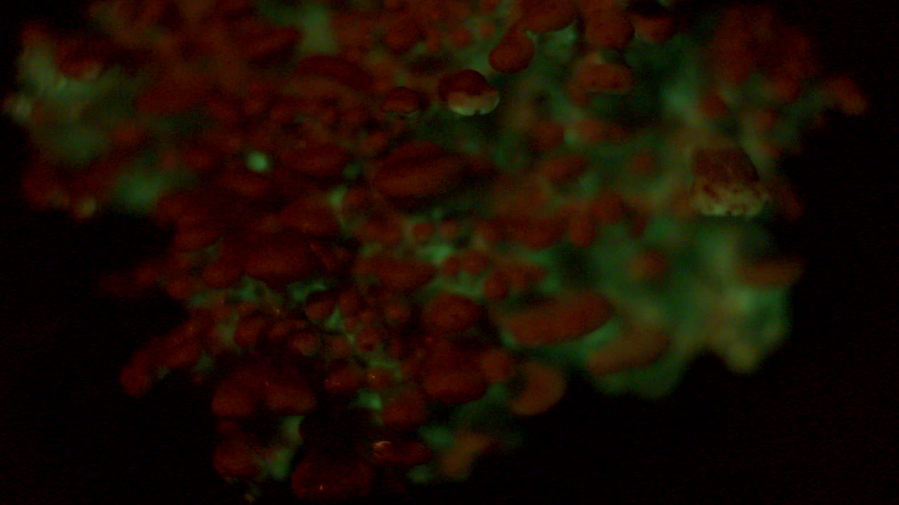 el hongo bioluminiscente panellus stipticus brilla en el crepúsculo