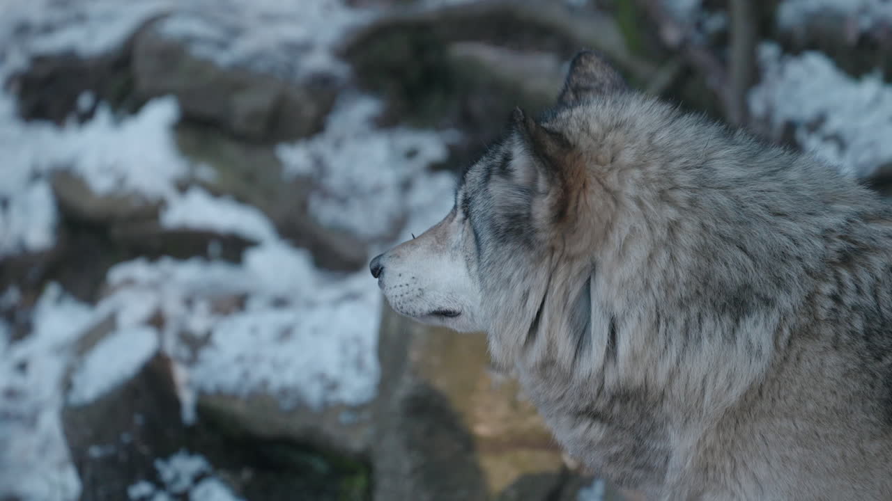 lobo parado en el bosque de invierno - plano medio