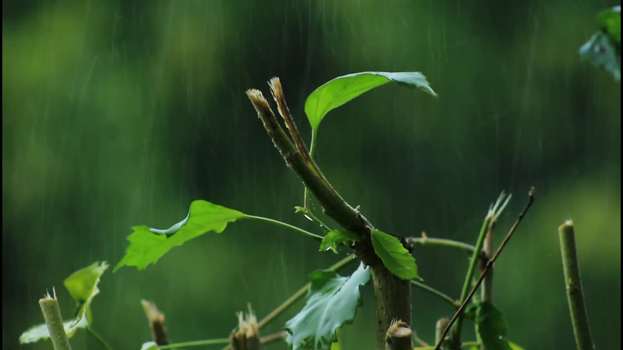 дождь на растения