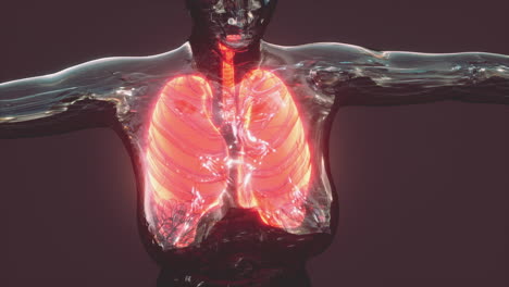 Coronavirus-covid-19-infection-in-the-lungs