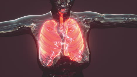 infección por coronavirus covid-19 en los pulmones