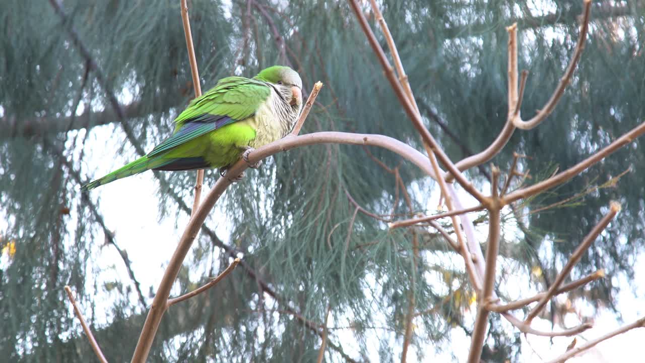 공원에 있는 나무 가지에 앉아 있는 녹색 앵무새, 핸드헬드 왼쪽에서 오른쪽으로 이동