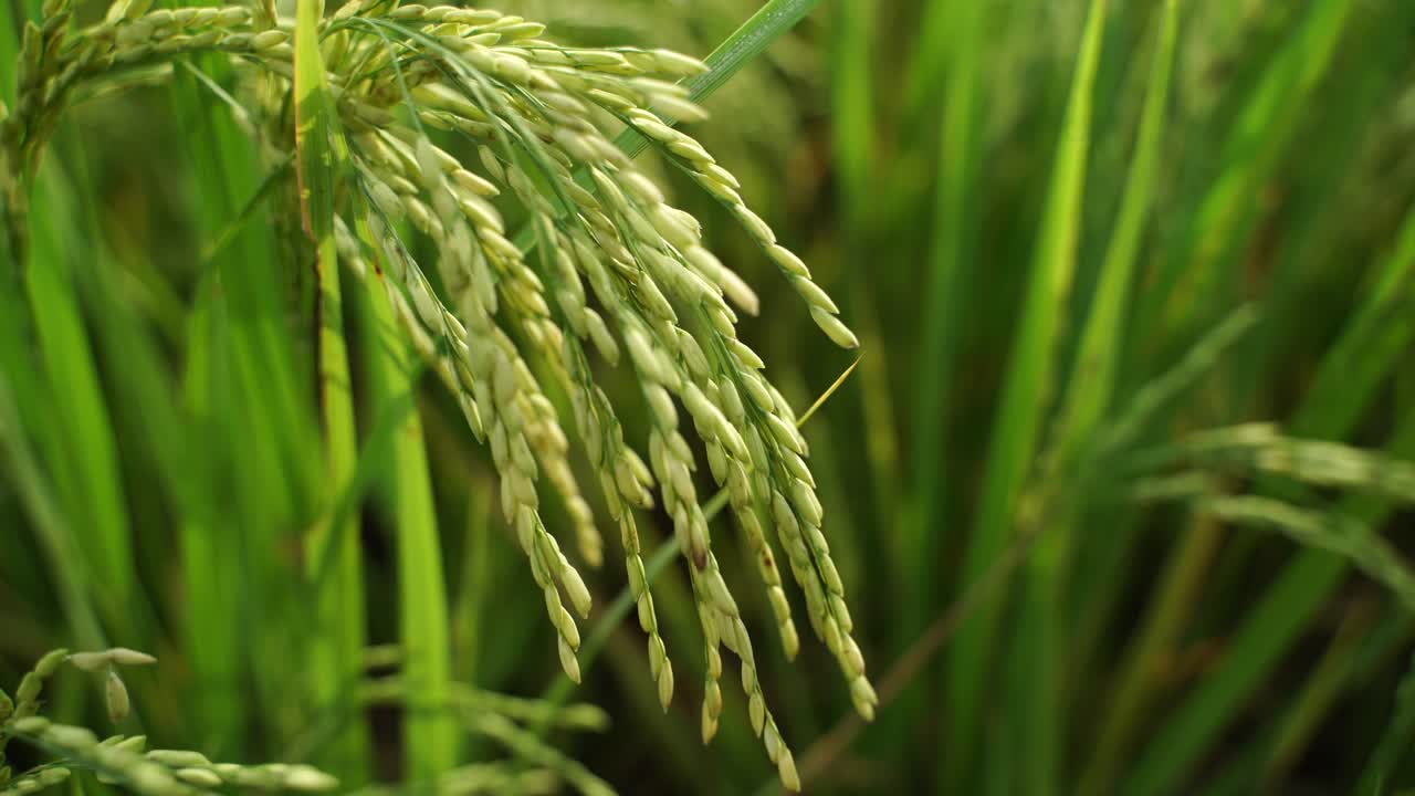 쌀은 많은 아시아 국가에서 주식입니다.